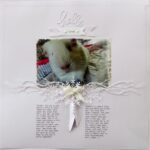 January Daisy Adoration